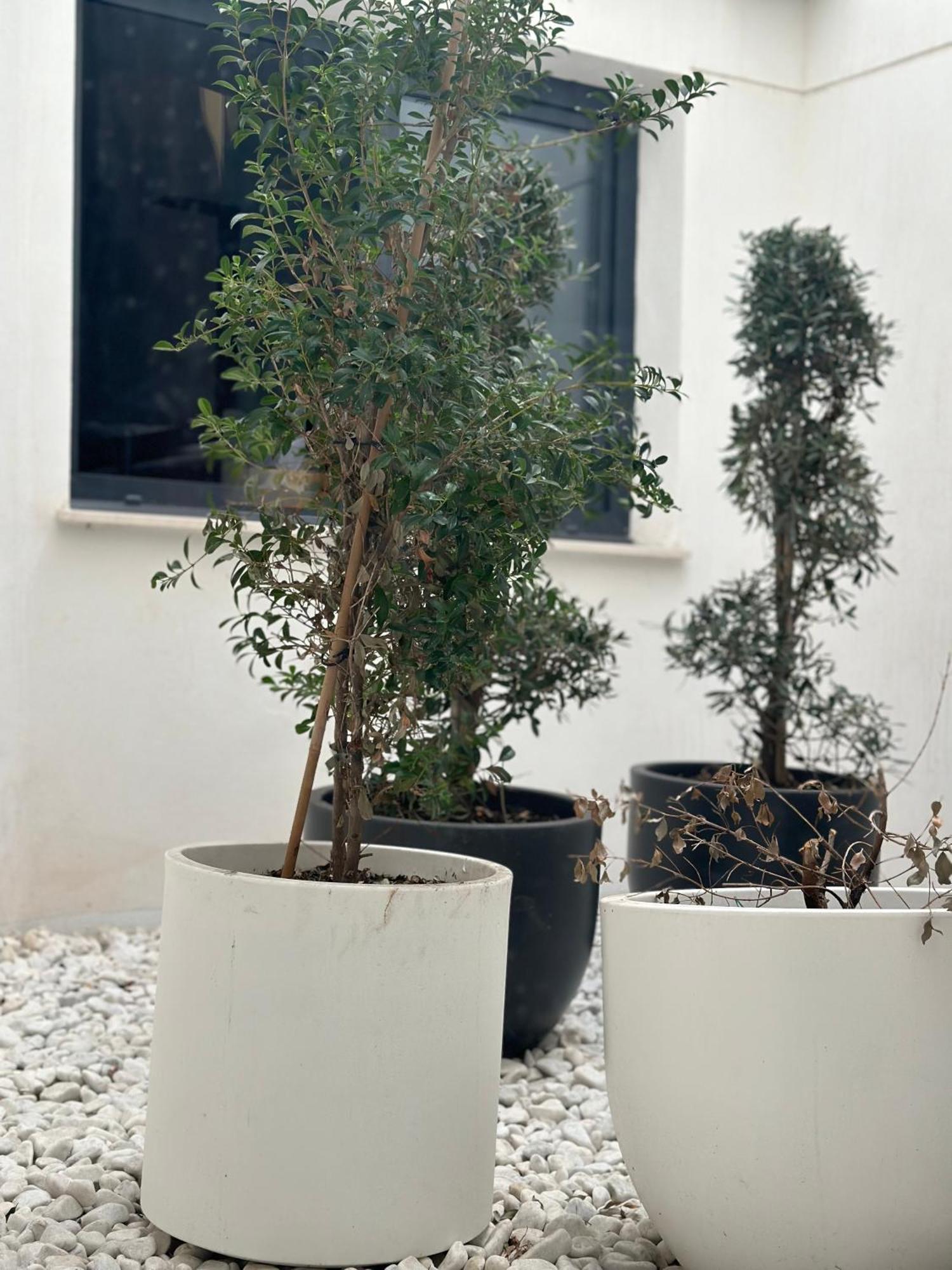 Hostel אליקאנטה מראה חיצוני תמונה